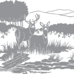 Two Deer in a Field