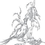 Pheasant and Corn Stalk