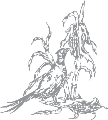 Pheasant and Corn Stalk