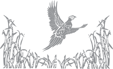 Pheasant and Corn Field