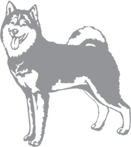 Husky - Pre-cut Patterns