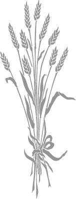 Wheat Stalks Tied with Ribbon